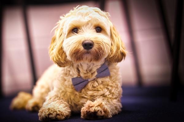 DWJ Wealth Management