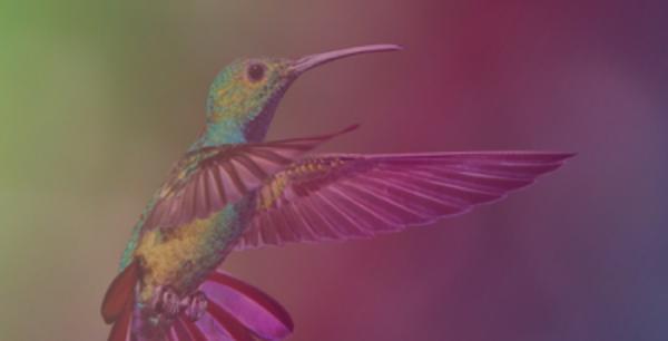 Hummingbird Office Solutions