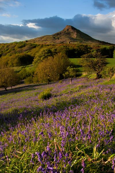 Vicky Anderson Business Services