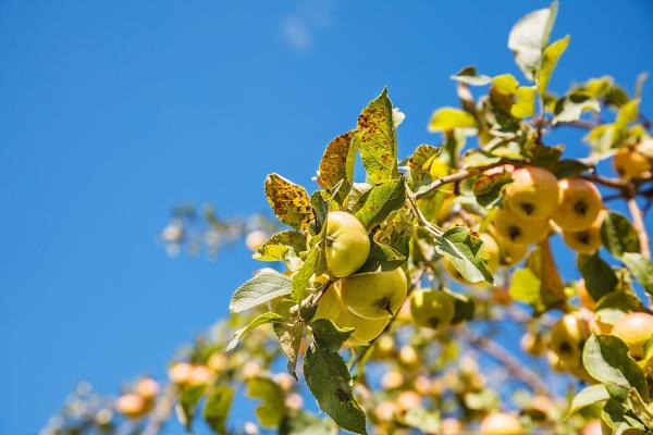 Apple Tree Accountancy