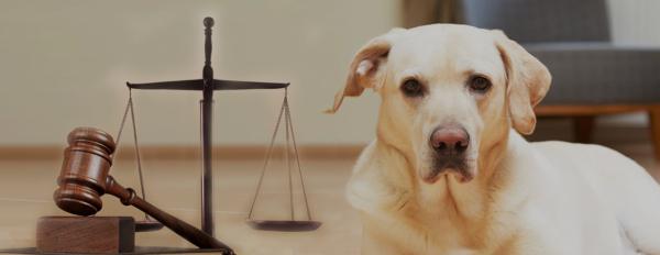 Dog Law